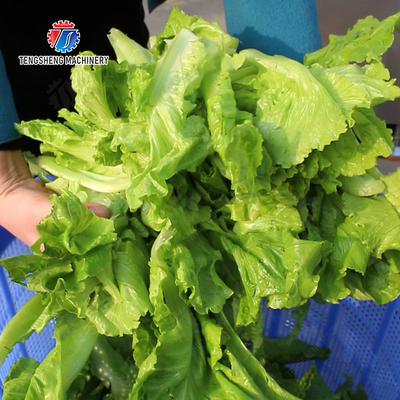 Onions Greens Lettuce Cao Xin Baby Cabbage Chinese Cabbage Cabbage Spin Dryer Industrial Commercial  Food Dehydrator Dewatering Machine  Centrifugal Dehydration Machine Fruits vegetables dehydrator